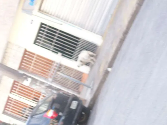Cachorro ra a SRD idade 7 a 11 meses nome Precisa de Dono