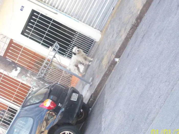 Cachorro ra a SRD idade 7 a 11 meses nome Precisa de Dono