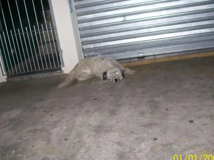 Cachorro ra a SRD idade 7 a 11 meses nome Precisa de Dono