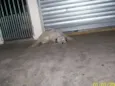 Precisa de Dono