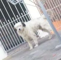 Cachorro ra a SRD idade 7 a 11 meses nome Precisa de Dono