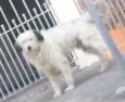 Precisa de Dono