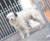 Cachorro ra a SRD idade 7 a 11 meses nome Precisa de Dono