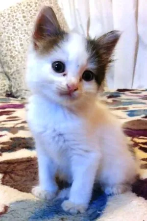 Gato raça SRD idade Abaixo de 2 meses nome Gatinho