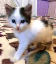 Gatinho