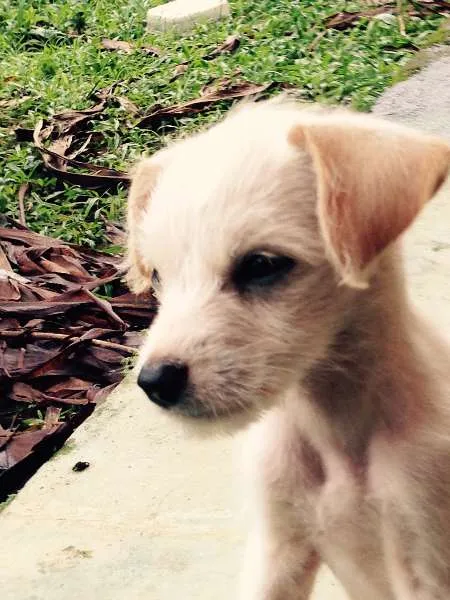 Cachorro ra a SRD idade 2 a 6 meses nome Cindy