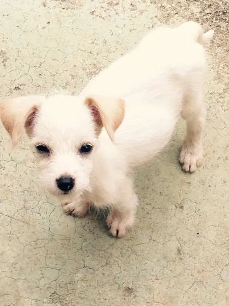 Cachorro ra a SRD idade 2 a 6 meses nome Cindy