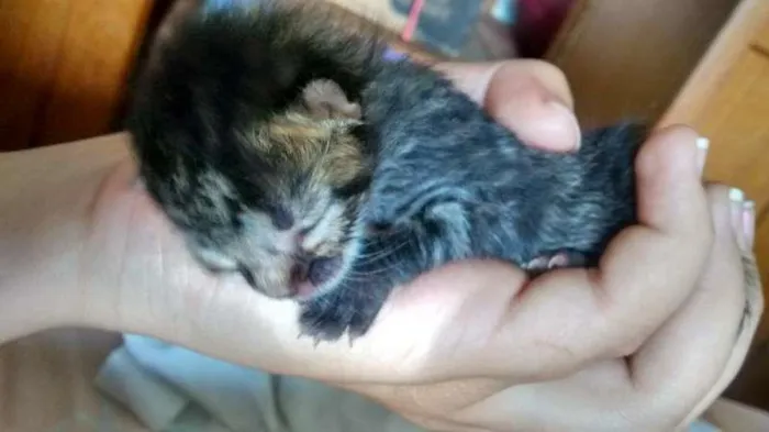 Gato ra a  idade Abaixo de 2 meses nome Não tem um nome ainda. 