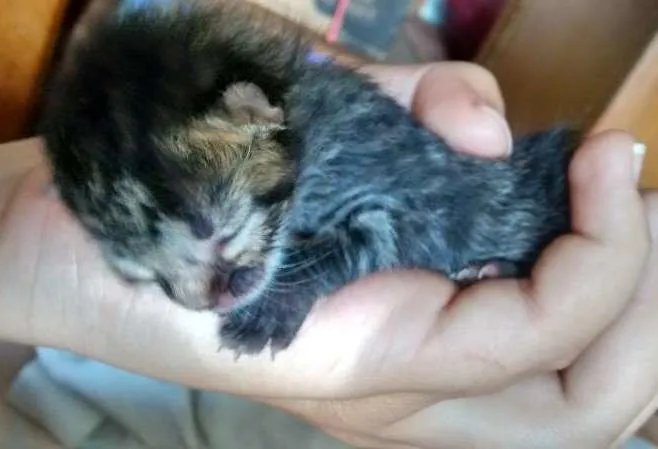 Gato ra a  idade Abaixo de 2 meses nome Não tem um nome ainda. 