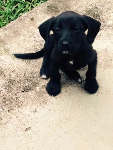 Cachorro ra a SRD idade 2 a 6 meses nome Austin
