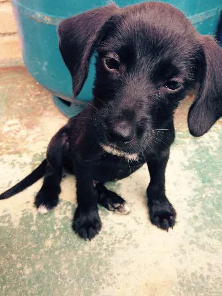 Cachorro ra a SRD idade 2 a 6 meses nome Austin