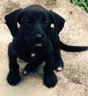 Cachorro raça SRD idade 2 a 6 meses nome Austin