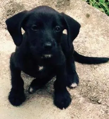 Cachorro ra a SRD idade 2 a 6 meses nome Austin