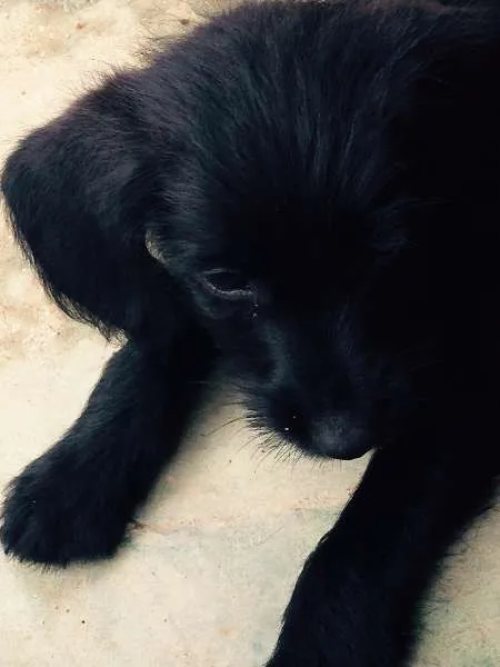 Cachorro ra a SRD idade 2 a 6 meses nome Bob