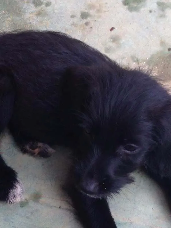 Cachorro ra a SRD idade 2 a 6 meses nome Bob