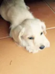 Mari