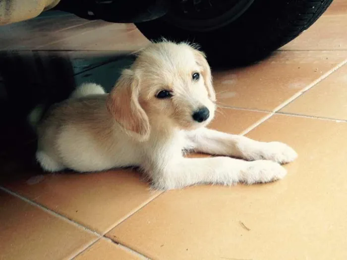 Cachorro ra a SRD idade 2 a 6 meses nome Mari