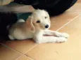 Mari