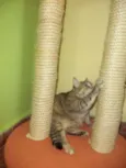 Mia
