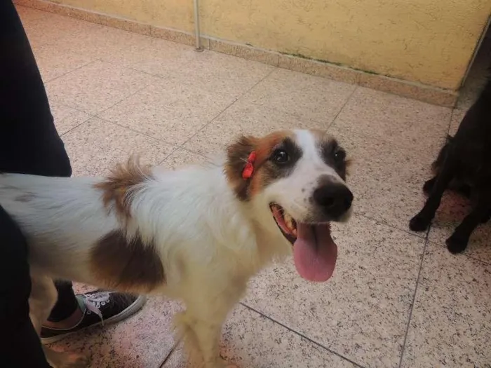 Cachorro ra a indefinida idade 1 ano nome Ravena