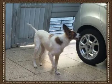 Cachorro ra a indefinida idade 1 ano nome Ravena