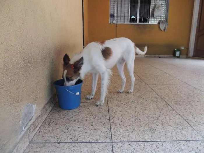 Cachorro ra a indefinida idade 1 ano nome Ravena