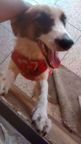 Cachorro ra a indefinida idade 1 ano nome Ravena