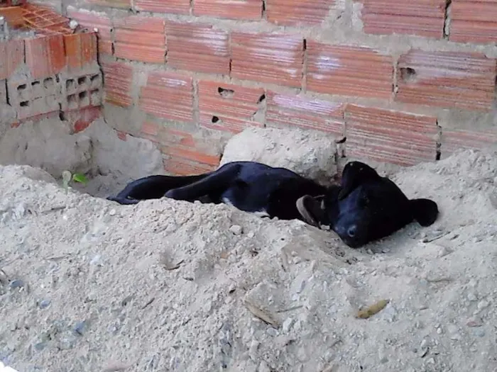 Cachorro ra a desconhecida idade 2 anos nome desconhecido