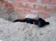 desconhecido
