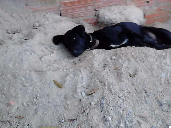 Cachorro ra a desconhecida idade 2 anos nome desconhecido