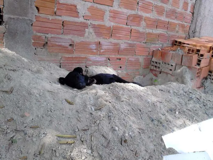Cachorro ra a desconhecida idade 2 anos nome desconhecido