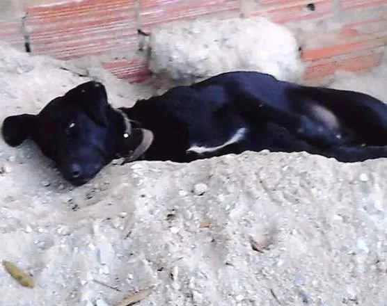 Cachorro ra a desconhecida idade 2 anos nome desconhecido