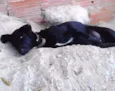 desconhecido