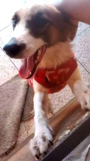 Cachorro ra a indefinida idade 1 ano nome Ravena