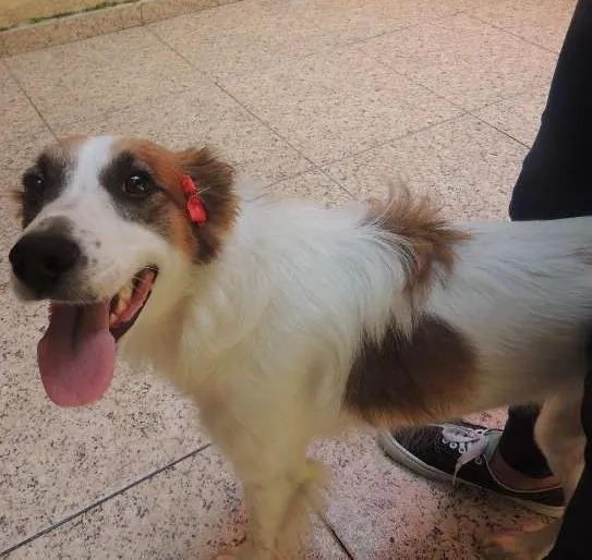 Cachorro ra a indefinida idade 1 ano nome Ravena