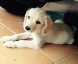 Cachorro raça SRD idade 2 a 6 meses nome Mari