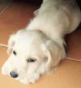 Mari
