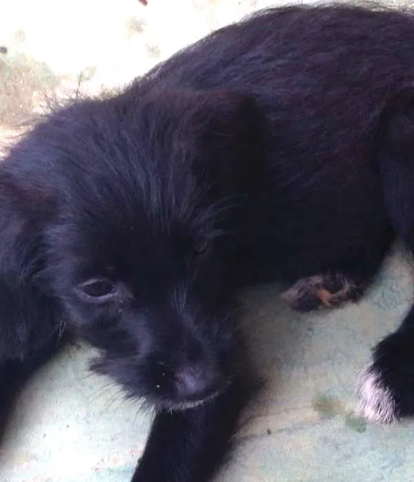 Cachorro ra a SRD idade 2 a 6 meses nome Bob