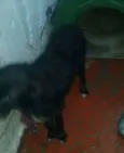 Cachorro raça SRD idade  nome Pantera