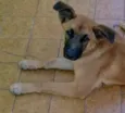 Bolota