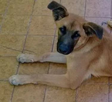 Cachorro ra a sem raça definida idade 2 anos nome Bolota