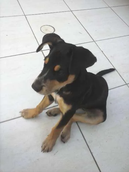 Cachorro ra a SRD idade 2 a 6 meses nome Kinder