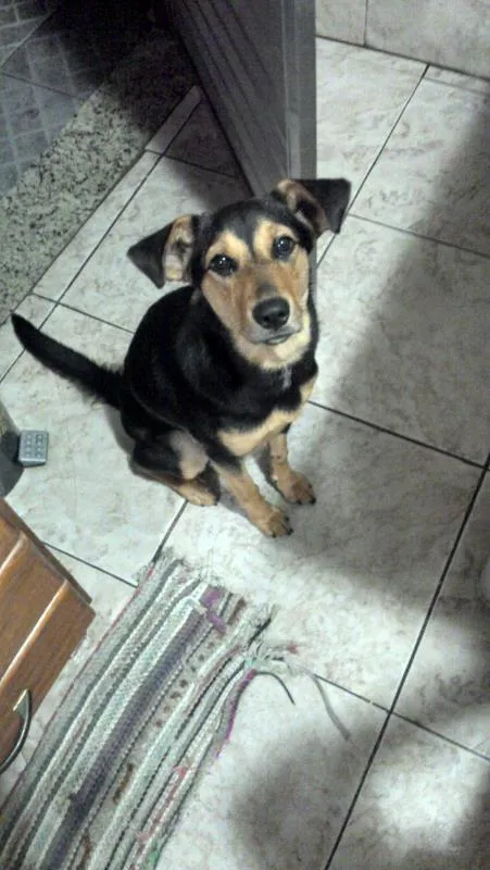 Cachorro ra a sem raça definida idade 2 a 6 meses nome magrela