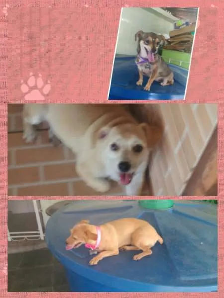 Cachorro ra a SRD idade 1 ano nome Thor,Emily,Jujuba
