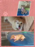 Thor,Emily,Jujuba
