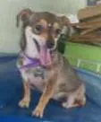 Cachorro raça SRD idade 1 ano nome Thor,Emily,Jujuba