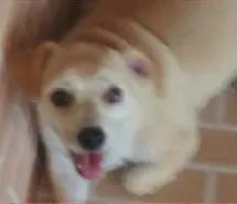 Cachorro ra a SRD idade 1 ano nome Thor,Emily,Jujuba