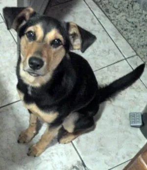 Cachorro raça sem raça definida idade 2 a 6 meses nome magrela