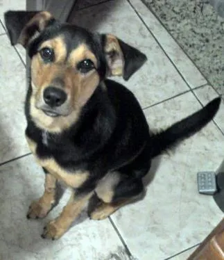 Cachorro ra a sem raça definida idade 2 a 6 meses nome magrela