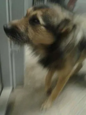 Cachorro raça SRD idade 2 anos nome Tob